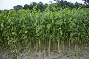 juta plantas crescendo dentro uma campo dentro a campo do Bangladesh foto