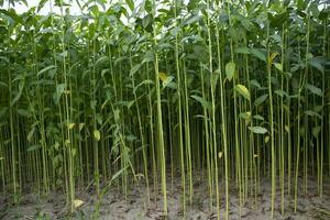 juta plantas crescendo dentro uma campo dentro a campo do Bangladesh foto