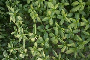 verde folhas do a juta plantar topo Visão dentro a jardim. natural fundo e textura foto