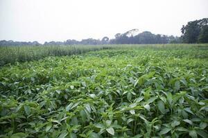 verde cru juta plantar campo dentro a campo do Bangladesh. agricultura panorama conceito foto