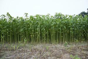 juta plantas crescendo dentro uma campo dentro a campo do Bangladesh foto