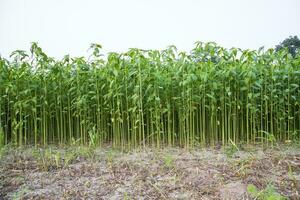 juta plantas crescendo dentro uma campo dentro a campo do Bangladesh foto