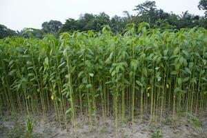 juta plantas crescendo dentro uma campo dentro a campo do Bangladesh foto