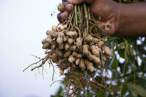 amendoim em agricultores mão dentro a campo. agricultura colheita conceito foto