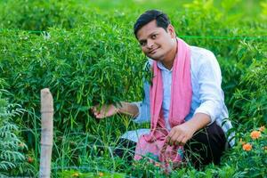 indiano feliz agricultor segurando verde Pimenta , verde Pimenta agricultura, jovem agricultor foto