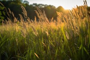 uma campo do alta Relva dentro a luz do sol. ai generativo foto