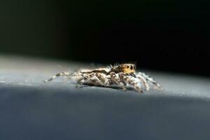pulando aranha com borrão fundo dentro ao ar livre foto