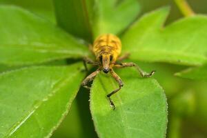 besouros estão besouros pertencer para a superfamília curculionidae, que estão conhecido para seus alongado focinhos. elas estão geralmente pequeno, Menos que 6 milímetros grandes foto