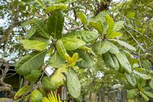 fechar acima do caju folhas em uma árvore dentro a jardim foto