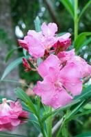 Rosa oleandro flores florescendo dentro a jardim com chuva gotas. foto