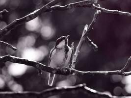 tit senta em uma árvore ramo. ótimo tit parus principal. preto e branco foto