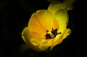 delicado amarelo tulipa flor em uma Preto fundo. macro visualizar. pétalas, estames e pistilo do uma tulipa. Primavera flor. lindo natureza. foto