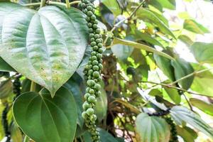 verde Pimenta em a árvore dentro a jardim foto