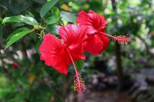 vermelho hibisco flor florescendo dentro a jardim foto