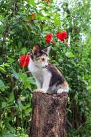 gato sentado em uma árvore toco foto