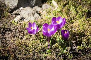 açafrão flores em a canteiro de flores foto