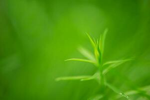 jovem plantar, limitar focal parte e verde borrado fundo. natureza em uma ensolarado dia foto