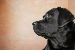 cachorro perfil. Preto labrador retriever. uma bicho de estimação, a animal foto