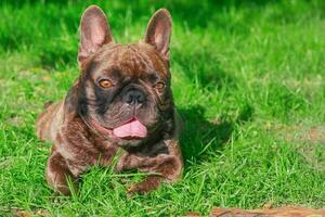 a cachorro do a francês buldogue procriar mentiras em a verde grama. uma bicho de estimação, a animal. foto