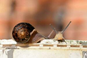 Caracol fechar-se retrato foto