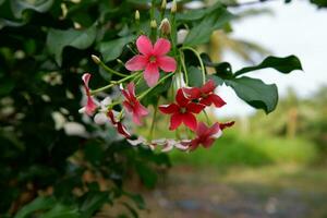 gole flor ou combretum indicum ornamental plantar dentro a jardim foto