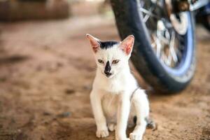 fofa pequeno branco fofo doméstico gatinho em uma borrado fundo foto