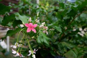 gole flor ou combretum indicum ornamental plantar dentro a jardim foto