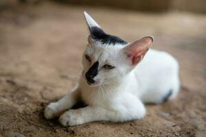 fofa doméstico gatinho relaxante em a terra foto