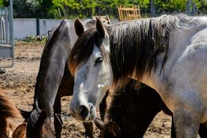 cavalos e burros dentro a Fazenda foto