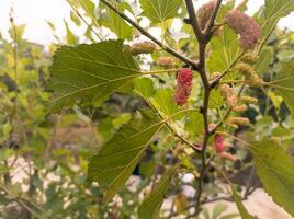 amoreira fruta plantas com folhas fundo foto