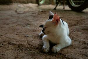 fofa doméstico gatinho relaxante em a terra foto