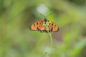 uma lindo borboleta empoleirado em uma selvagem plantar durante uma muito ensolarado dia foto