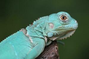 suave azul iguana foto