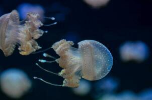 medusas dentro aquário foto