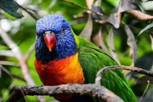 lindo tropical pássaro foto