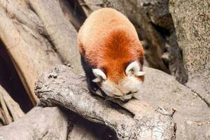 vermelho panda dentro a jardim zoológico foto