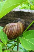 Caracol rastejando em uma verde folha. Caracol rastejando em uma verde folha. foto