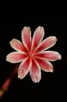 lindo Rosa flor verão florescendo fechar acima botânico fundo lewisia Leeana família montiaceae grande Tamanho Alto qualidade moderno instante impressão foto