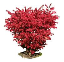 arbusto com Está vermelho folhas dentro uma jardim durante outono isolado foto