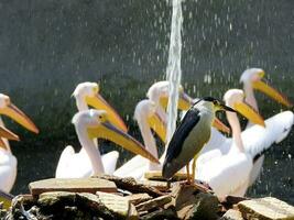 Preto coroado noite garça em pé entre uma grupo do cisnes foto