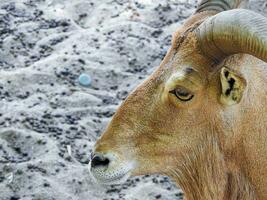 muflão bode dentro Egito jardim zoológico foto