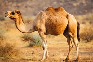 camelo dentro deserto. eid ul adha conceito. generativo ai foto