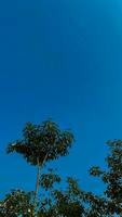 árvores Visão debaixo Sol e azul céu. foto