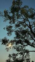 árvores Visão debaixo Sol e azul céu. foto