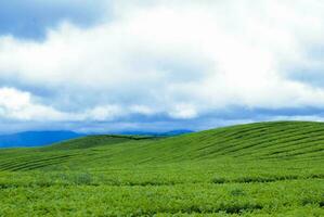 chá jardim dentro a área do montar kerinci, jambi, Indonésia foto