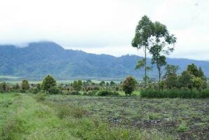 chá jardim dentro a área do montar kerinci, jambi, Indonésia foto