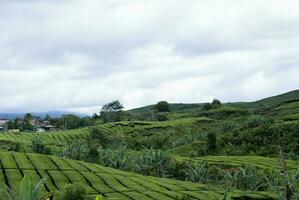 chá jardim dentro a área do montar kerinci, jambi, Indonésia foto