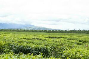 chá jardim dentro a área do montar kerinci, jambi, Indonésia foto