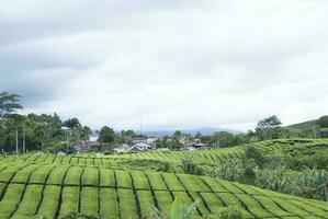 chá jardim dentro a área do montar kerinci, jambi, Indonésia foto