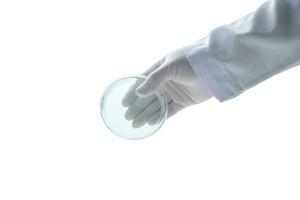 mão cientista vestindo borracha luvas e aguarde petri prato isolado em branco fundo foto